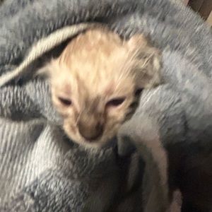 Meet your Posher, Alia